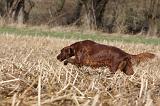 SETTER IRLANDAIS 374